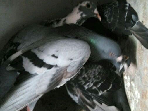 �溺�ӣ���үү�����ٹ鳲������(ͼ)