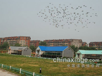 ֱ�������ջƽ�������ֲ��ڶ������(ͼ)