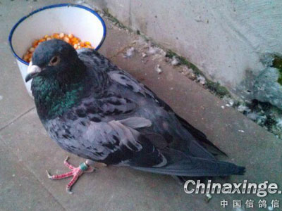 ���ܷ��Ϻ�Ӣ�۸룺25������ʳ����(ͼ)