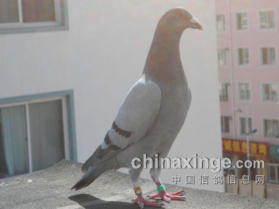 ����15����ѵ��ȫ���鳲(ͼ)