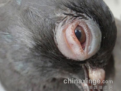 ���Ƶ����˷� ��ʵ�ܼ�