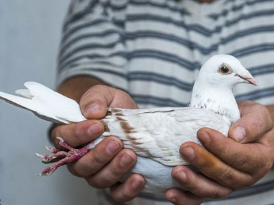 ŷ���ð���룺����20888��26�շŷ�