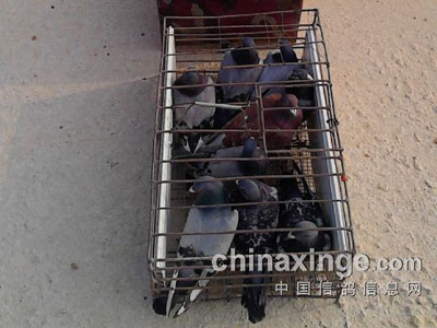 ���ϴ�ɽ��7��ѵ��(ͼ)