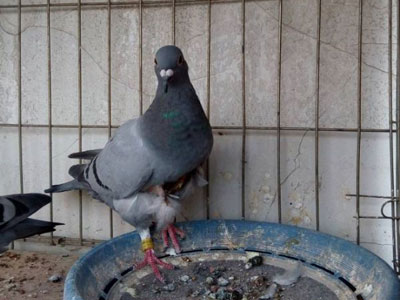 һ�����������ġ���ʿ����