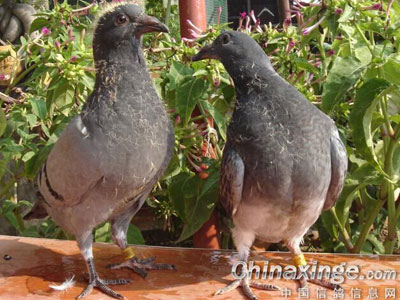 ��ϣ������������ѡ�ָ�(ͼ)