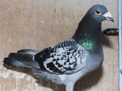 ŷ�޹������չ٣���Ʒ�ɴ�������