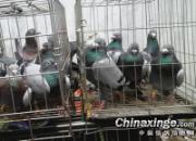 �����Ϻ�����(ͼ)