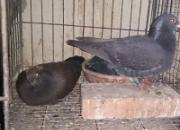 ̽�����������ġ���Ѫ��(ͼ)