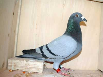 ����ʱͼ�չ������ھ���¯(ͼ)