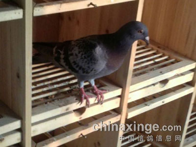 �ر��׸�˫������ ˭�ɵģ�(ͼ)