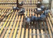 ���Ϊ����40Ԫ������������(ͼ)