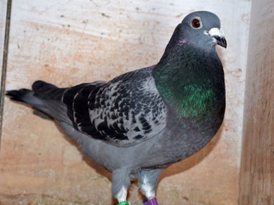 ŷ������ǿ�����۲�Ʒ�� �����ھ�����(ͼ)