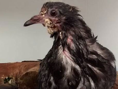 Ӣ����Ա���о���һ�������׸�(ͼ)