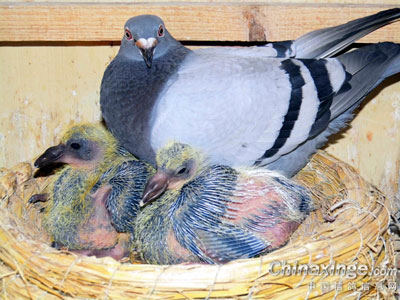 ����ٹ�����һ�Թ¶�(ͼ)