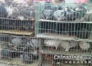 ���伯��Ӫ��ɽ�������Ұ����(ͼ)