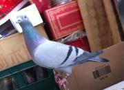 �������� �Ҽ�������һֻ�˸�