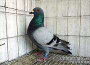 �񽱸�500�����3���¹鳲(ͼ)