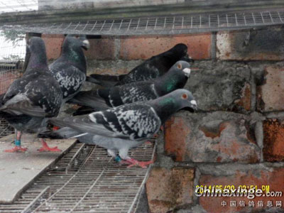 ����С�ڹ�Ѫ�����(ͼ)