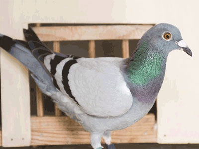 ����ʱ����³II����������