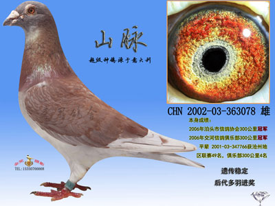 ɹ�ϸ룺��������ġ�12������ۡ�(ͼ)