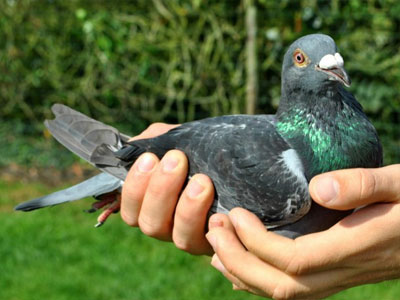 ��˹.���Ŷ����³II�������׸�ھ�(ͼ)