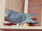 �ھ����ԡ�����