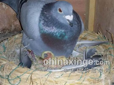 13���ϴ�������Ů(ͼ)