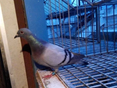 ���ܳ�Զ�̣�2000����������49���(ͼ)