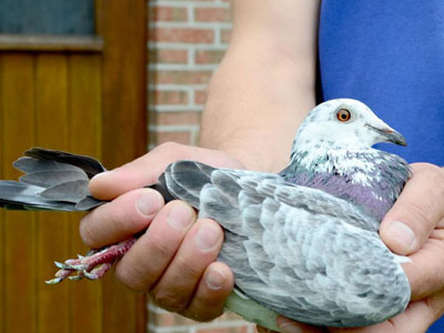 ����ʱ����³IIһ���ھ�����(ͼ)