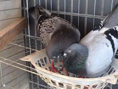 ��������������͵��(��Ƶ)