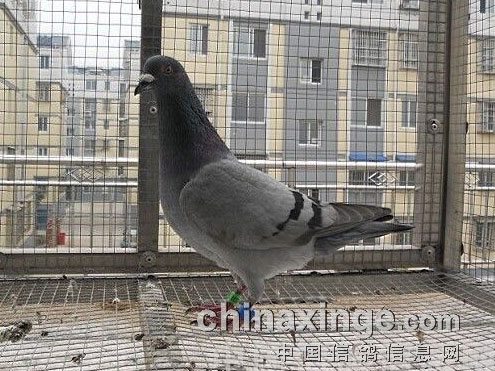 Ը1����ض�ʧ����ĸ���(ͼ)