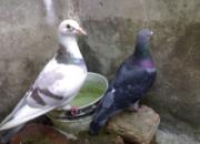 ������䣺����С��������С��