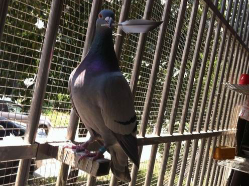 Ȥͼ�����Ÿ�ë�����(ͼ)