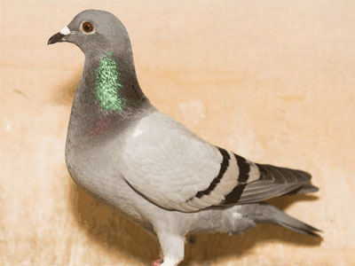 ����ʱ�Ǿ���II����������36137��