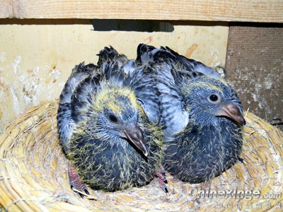 һ��û�е��ĸ�(��)