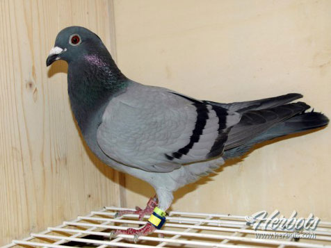 �Ǿ���II���������ز����ֵܻ�һ�����ھ�(ͼ)