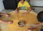 ѵ��30����˳��̫���ǹ���(ͼ)