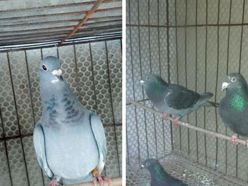 ��������͸����Ѫ���ھ�(ͼ)