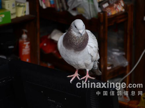 ���������У���������å�롱(ͼ)