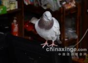 ���������У���������å�롱(ͼ)