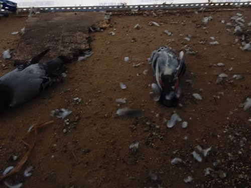 ���̫�� �����ǲ�����