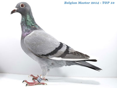 ����ʱ��Ӣ����������й������ھ�����(ͼ)