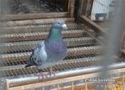 ���Ѵ��ţ���ǰ�����Ӻ��˸���(ͼ)