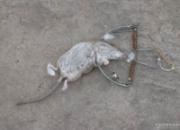 ���ᶷ��������ʮ����