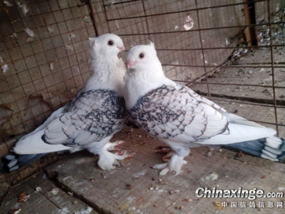 ����Ů��������