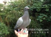 ����Ϊɶ����������������(ͼ)