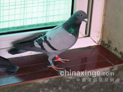 �������ϴ����(ͼ)