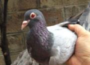 ���� ����Ѫ����(ͼ)