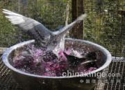 ϴˢˢ���������ڸ�����(ͼ)