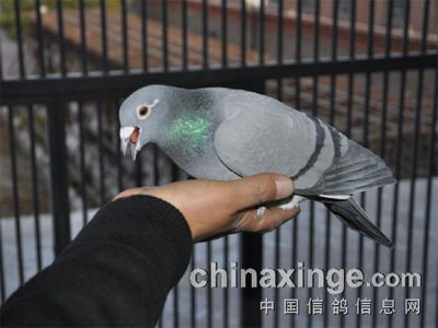 һֻ������Գ�